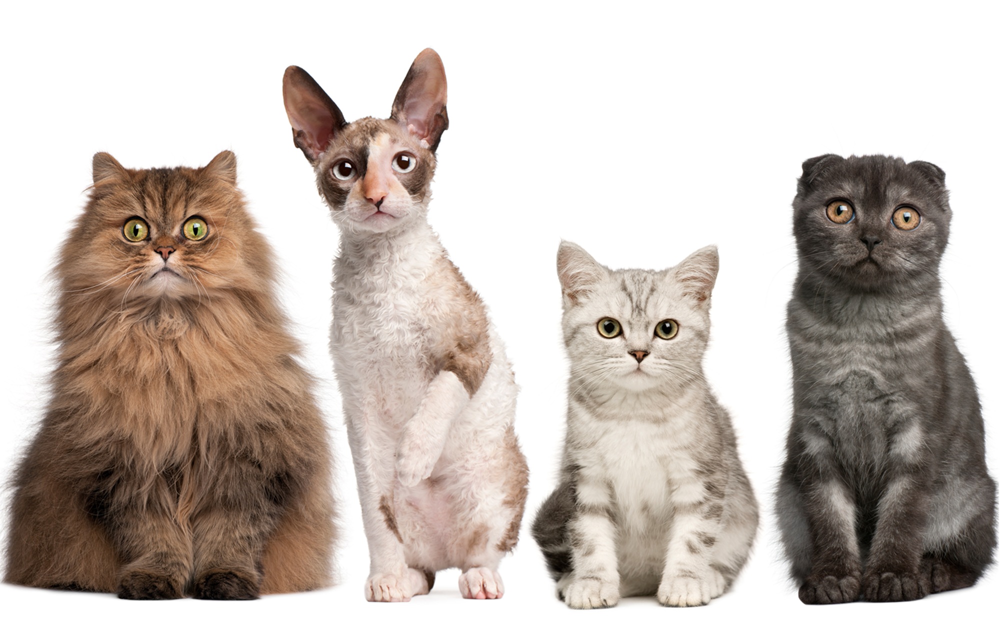 group of cats sitting in front of white background