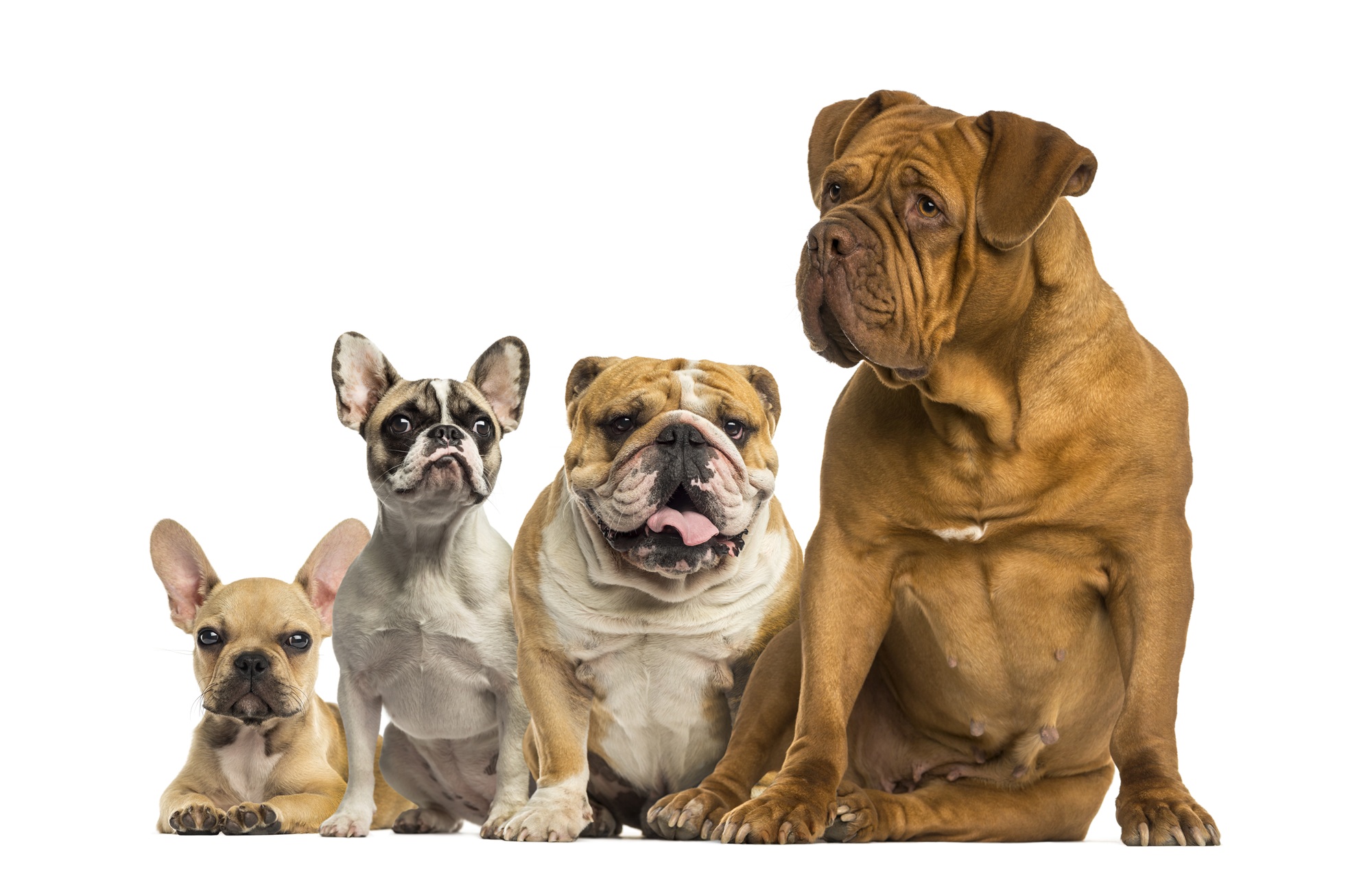 dogue de bordeaux and bulldogs sitting and lying