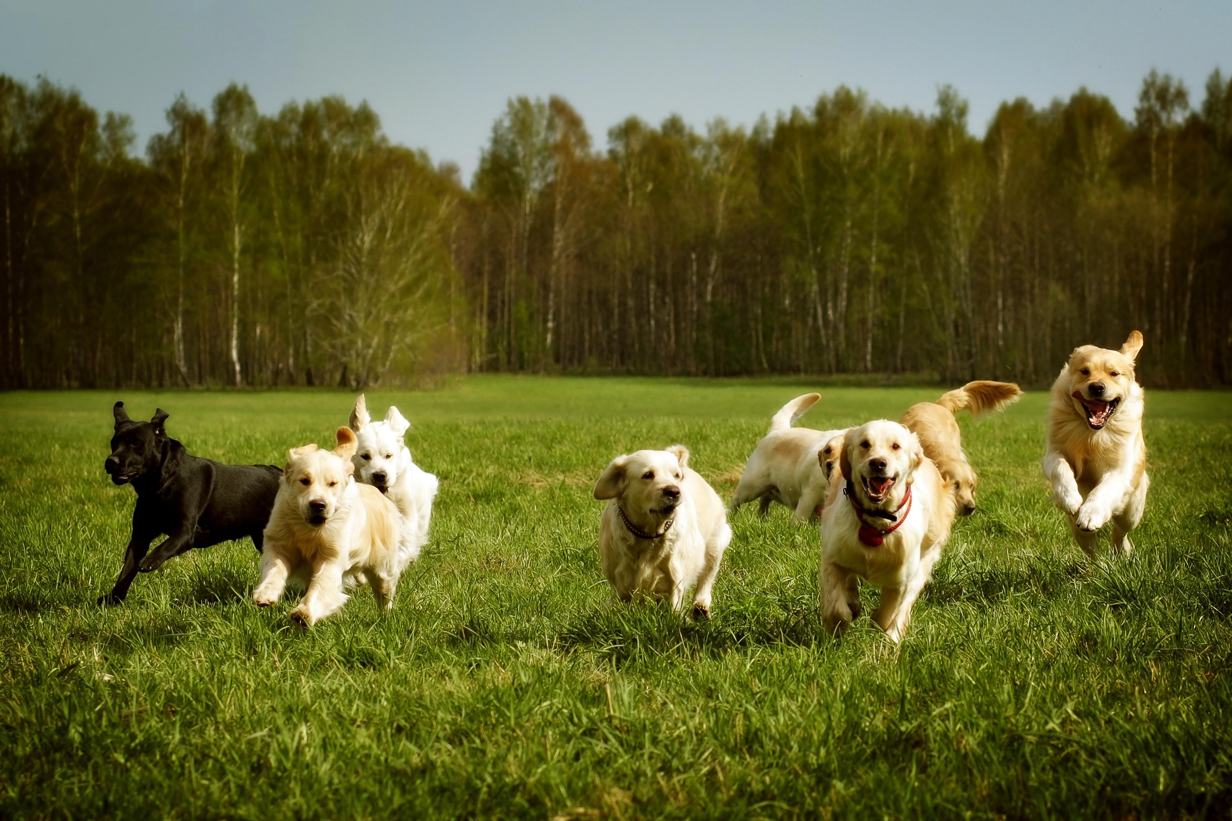 golden retriever dog, golden retriever puppy.